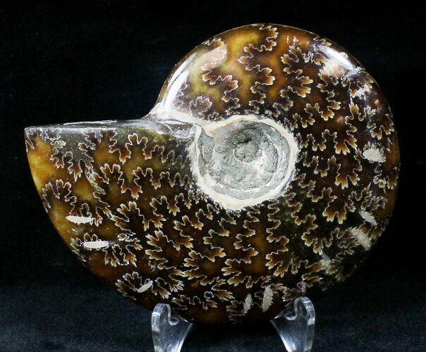 Cleoniceras Ammonite Fossil - Madagascar #20443